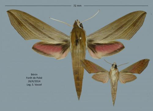 Réf. 218 103 : Hippotion gracilis