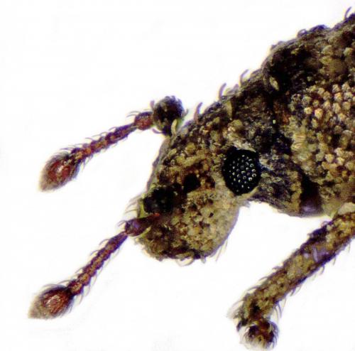 Réf. 218 092 : Trachyphloeus fusciscapus