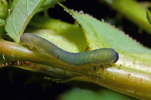 Apethymus sp.