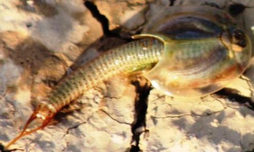 Réf. 218 651 : Triops granarius