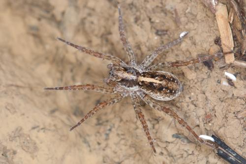 Arctosa fulvolineata