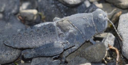 Réf. 218 106 : Oedipoda sp.