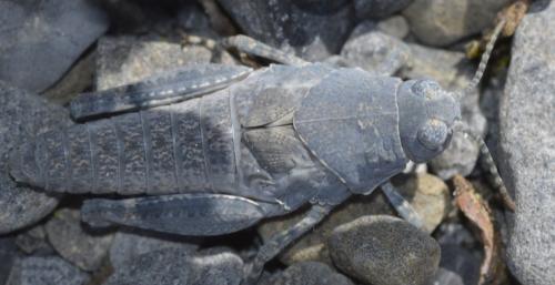 Oedipoda sp.