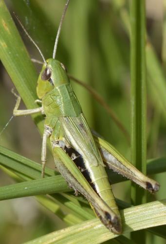 Réf. 218 499 : Pseudochorthippus parallelus