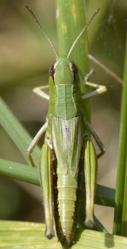 Pseudochorthippus parallelus parallelus