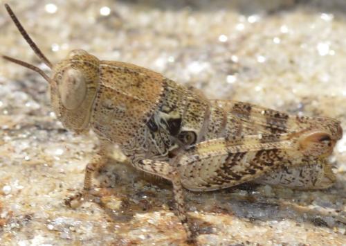 Réf. 218 919 : Calliptamus sp.