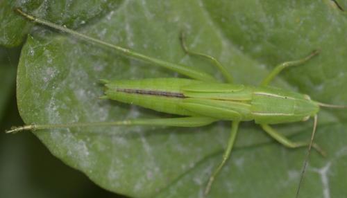 Réf. 218 378 : Ruspolia nitidula