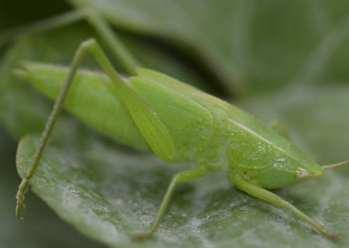 Réf. 218 377 : Ruspolia nitidula