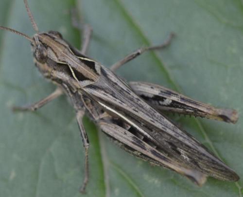 Chorthippus sp.