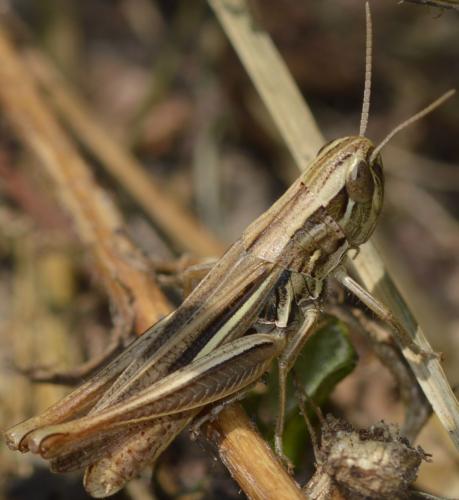 Euchorthippus declivus