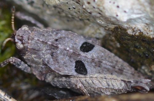 Réf. 218 735 : Tetrix bipunctata
