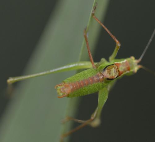 Leptophyes punctatissima