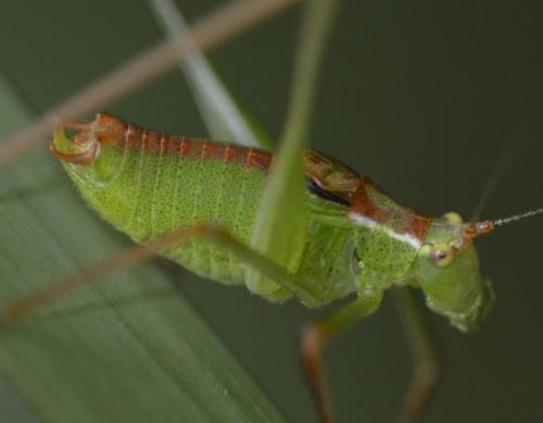 Réf. 218 381 : Leptophyes punctatissima