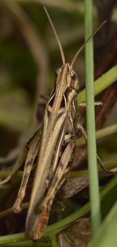 Chorthippus sp.