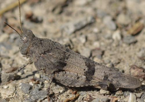 Réf. 218 126 : Oedipoda caerulescens caerulescens