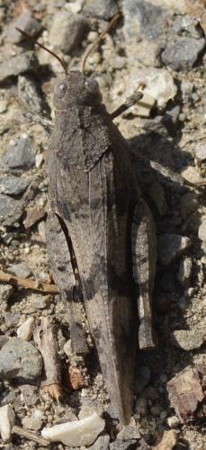 Réf. 218 127 : Oedipoda caerulescens caerulescens