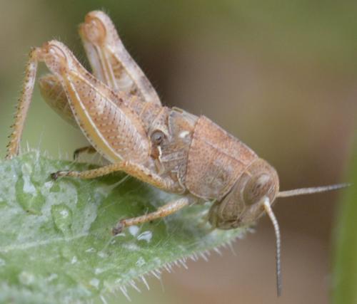 Réf. 218 918 : Calliptamus sp.