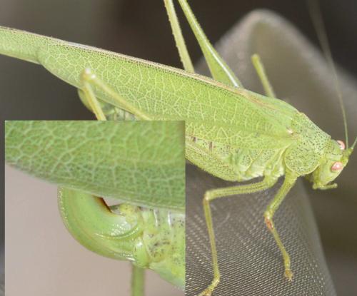 Phaneroptera nana