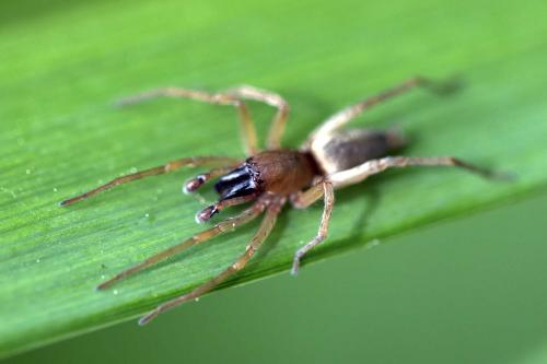 Clubiona sp.