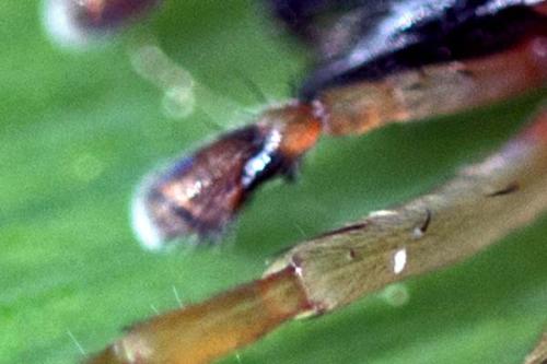 Clubiona sp.