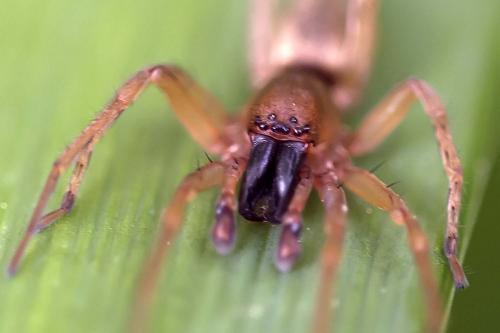 Clubiona sp.