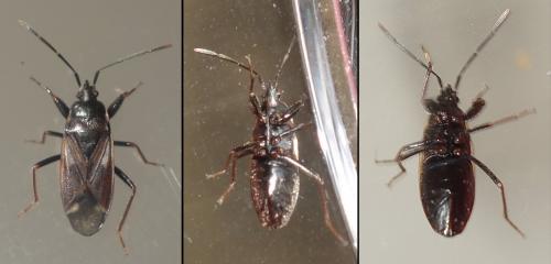 Réf. 218 264 : Eremocoris fenestratus