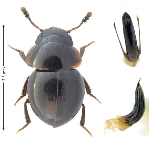 Agathidium nigrinum