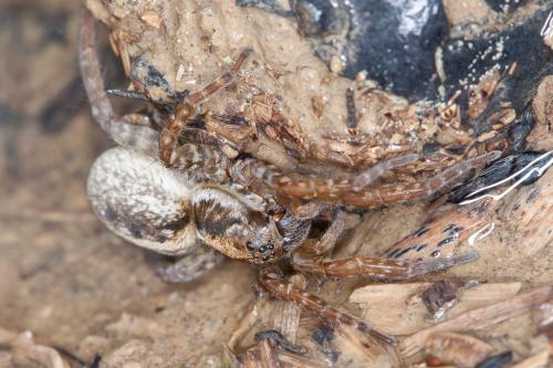 Arctosa fulvolineata