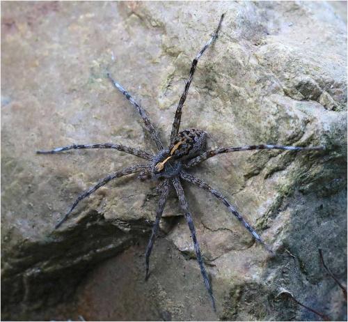 Dolomedes mizhoanus