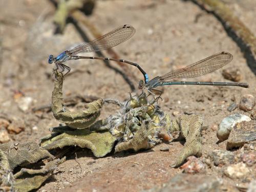 Réf. 218 348 : Argia apicalis