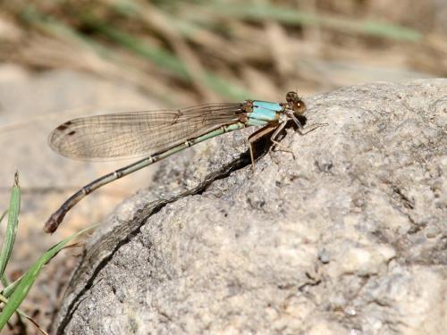 Argia apicalis