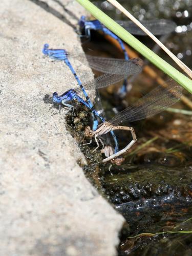 Réf. 218 352 : Argia vivida