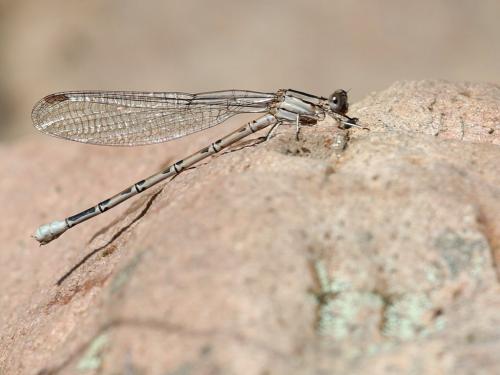 Réf. 218 350 : Argia vivida