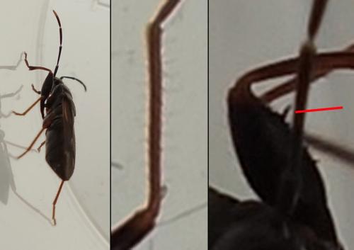 Réf. 218 265 : Eremocoris fenestratus