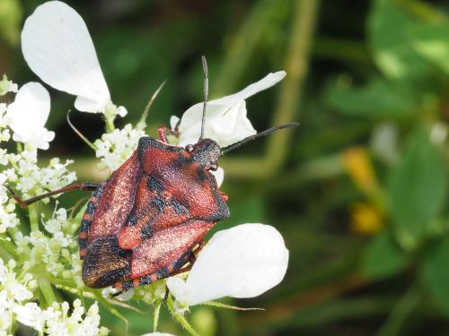 Carpocoris mediterraneus mediterraneus