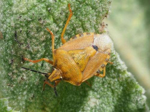 Réf. 218 695 : Carpocoris pudicus