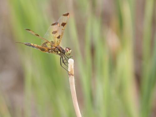 Celithemis elisa