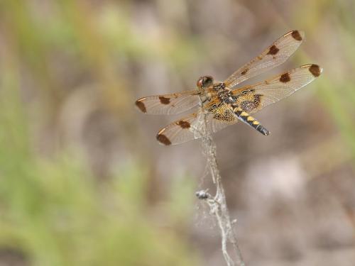 Réf. 218 206 : Celithemis elisa