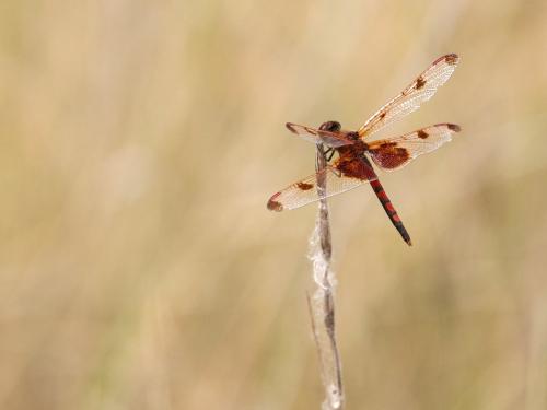 Celithemis elisa