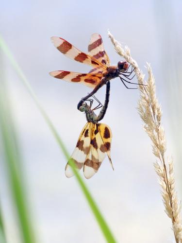 Celithemis eponina