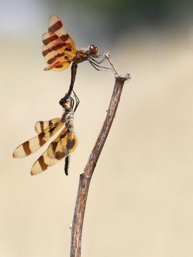 Celithemis eponina