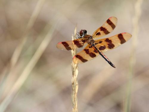 Celithemis eponina