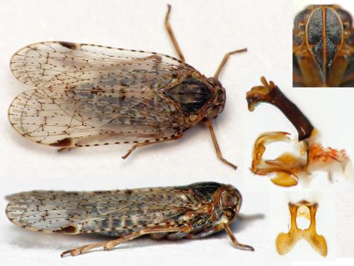 Réf. 218 791 : Cixius simplex