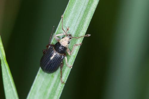 Réf. 218 192 : Phyllobius sp.