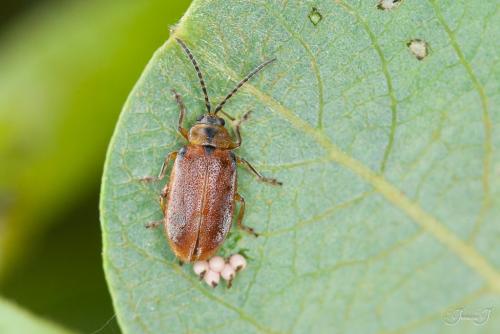 Galerucella lineola
