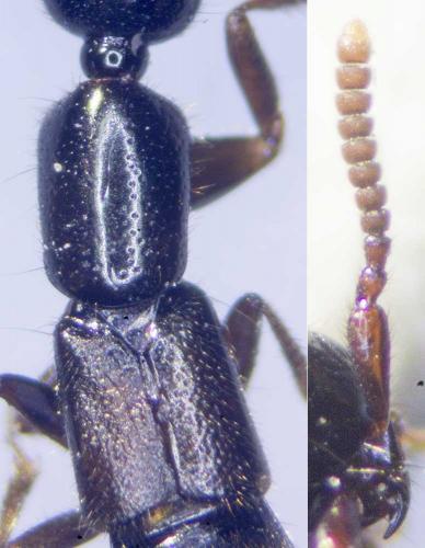 Xantholinus linearis