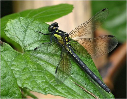 Davidius fruhstorferi