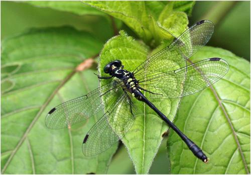 Davidius fruhstorferi