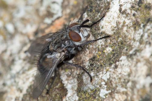 Linnaemya sp.