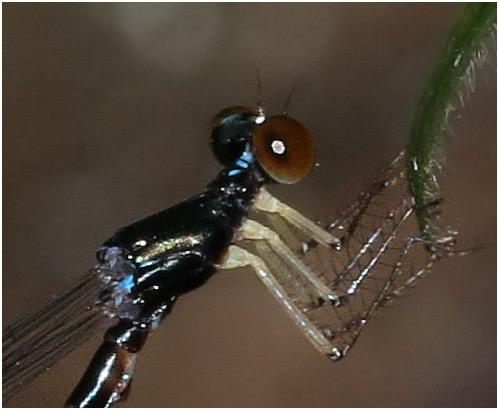 Drepanosticta emtrai